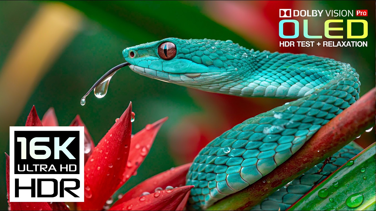 World's Best OLED HDR TEST Dolby Vision 240fps | 16K Nature Animals Relaxing (8K/4K Video TV)