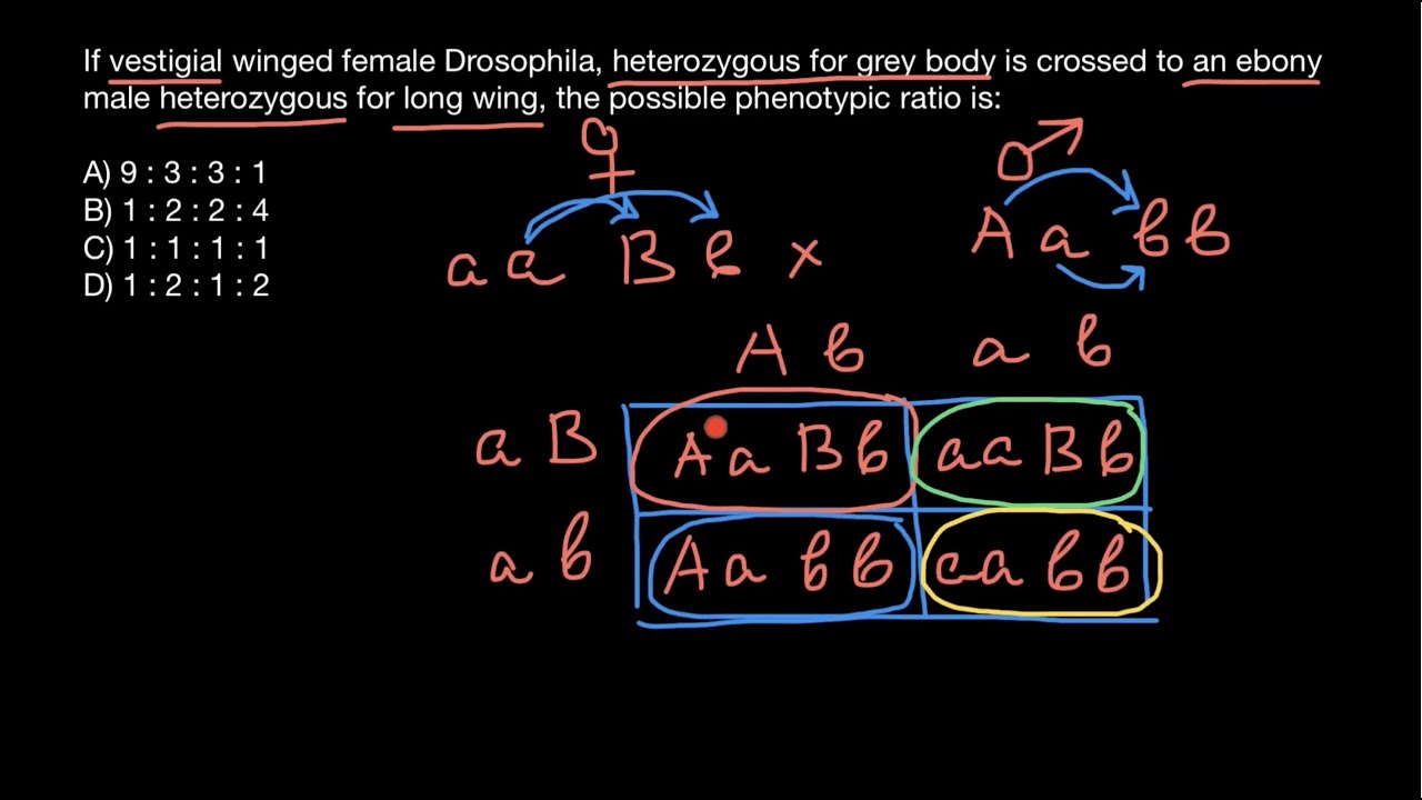 Drosophila genetics problem and solution