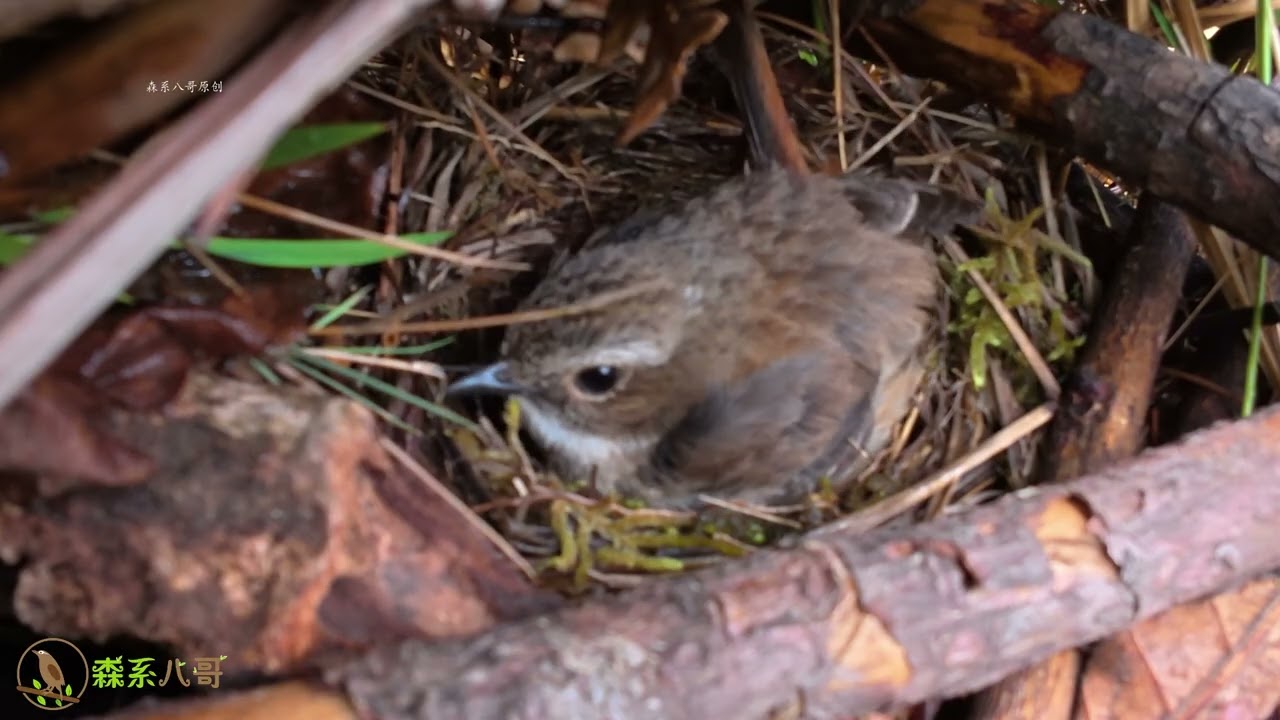 The cuckoo pushed the chick out of the nest, and the guy helped it back safely杜鹃鸟把小鸟推出鸟窝，小哥帮助小鸟回到鸟窝里