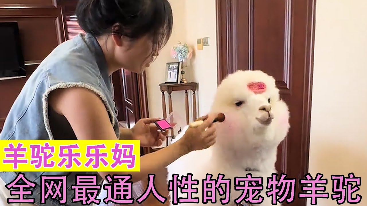 羊驼乐乐妈：全网最通人性的羊驼，每次出门像女明星逛街一样！