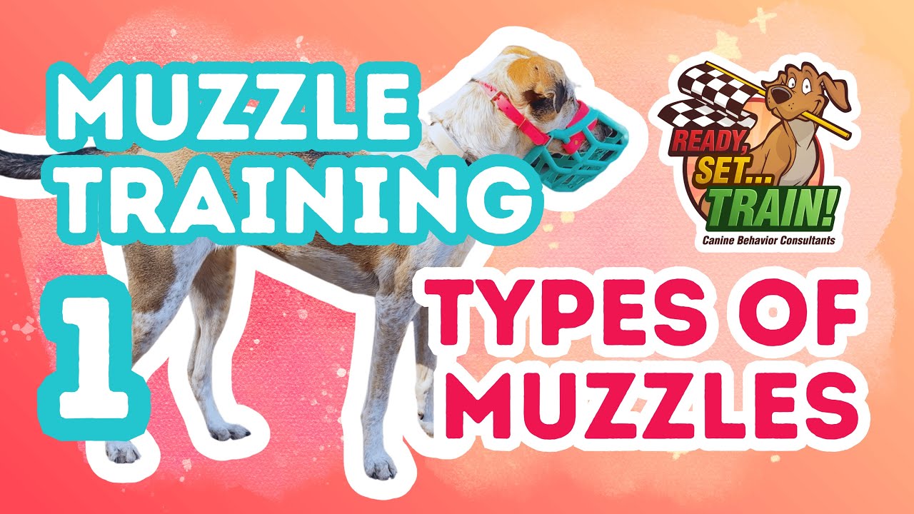 Muzzle Training | Part 1: Types of Muzzles | Ready, Set…Train!