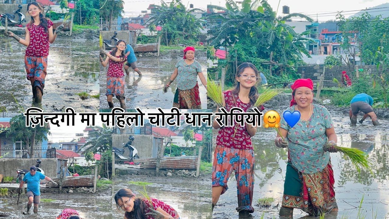 सासु सासुरा सॉंग पहिलो चोटी नजानी नजानी भए पनि धान रोपियो😁🤗||snehagrg||
