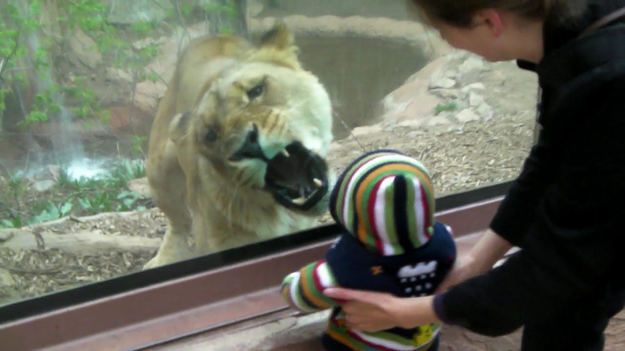 Lioness tries to eat baby at the zoo.