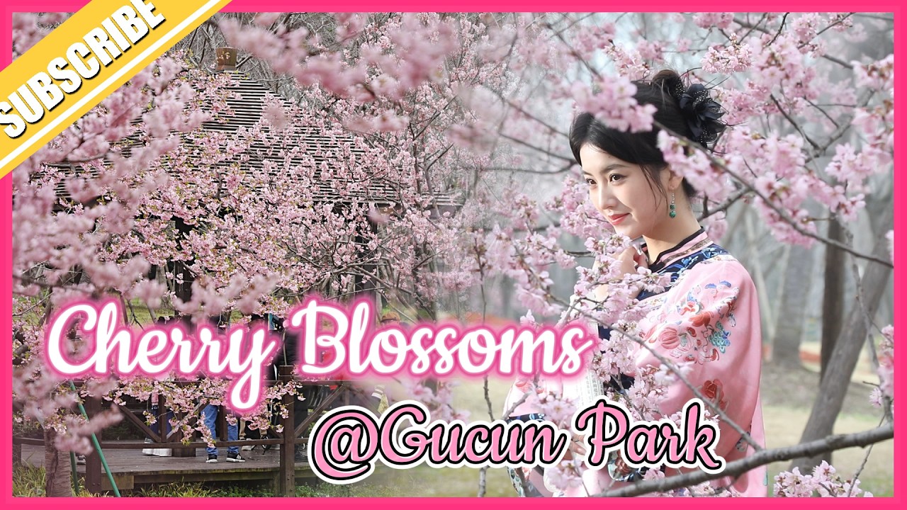 Spring is in the air! Cherry Blossoms Spotted at Gucun Park