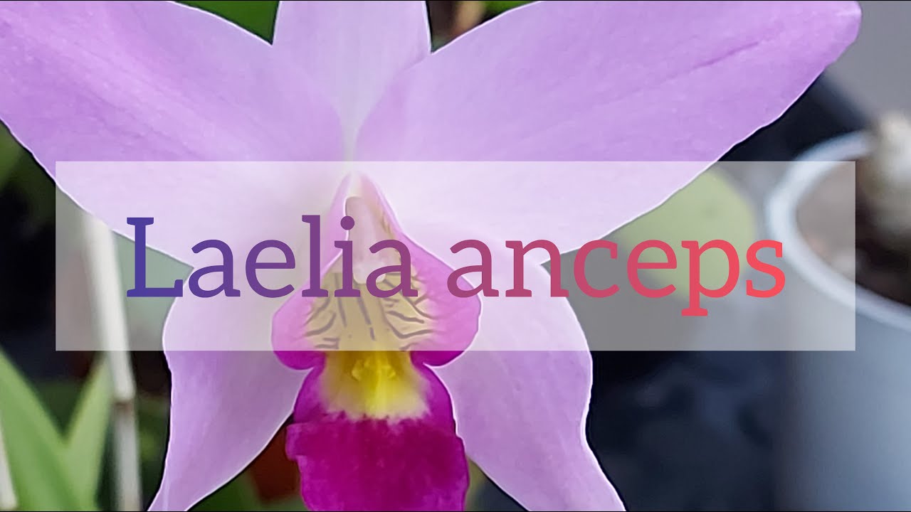 Laelia anceps coltivazione orchidee in casa