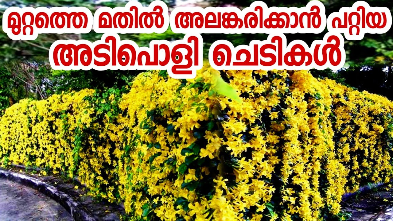 മുറ്റത്തെ മതിൽ അലങ്കരിക്കാൻ പറ്റിയ ചെടികൾ|wall climbing vines|malayalam chedikal|chedikal pookan
