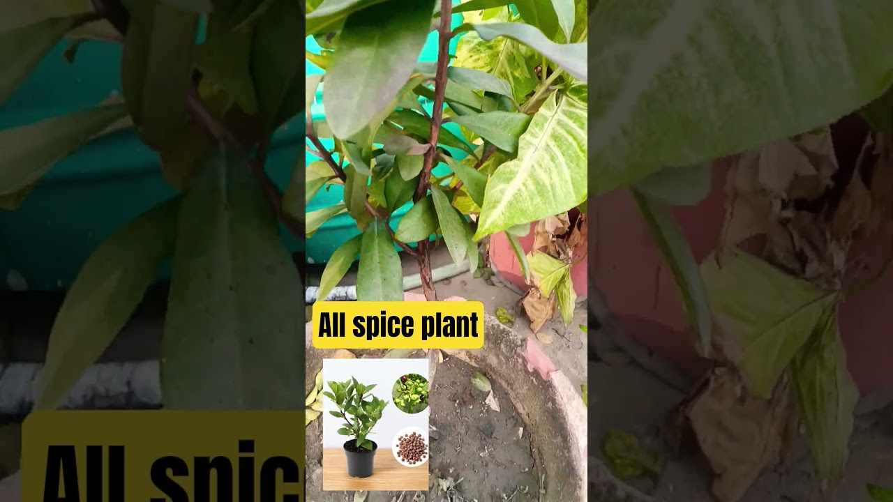 all spice plant very beneficial for our health 