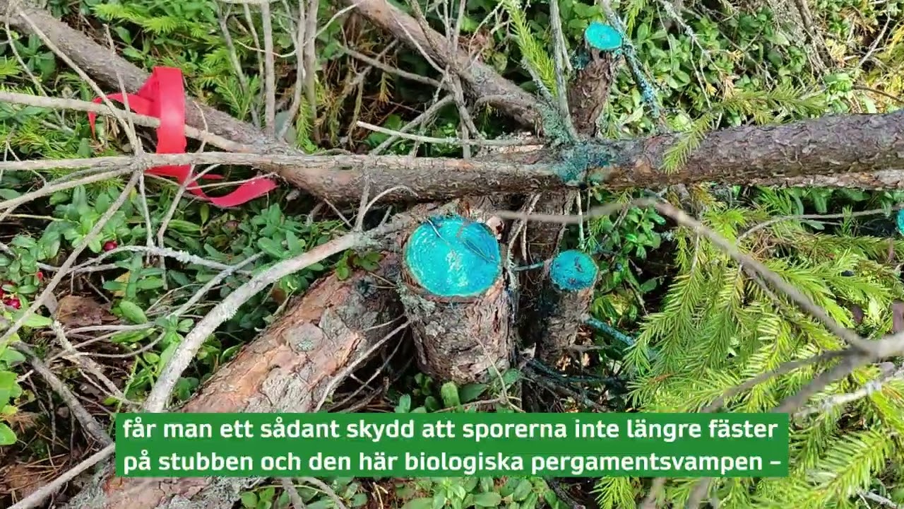 Omringa rotr&ouml;ta i tallplantskog