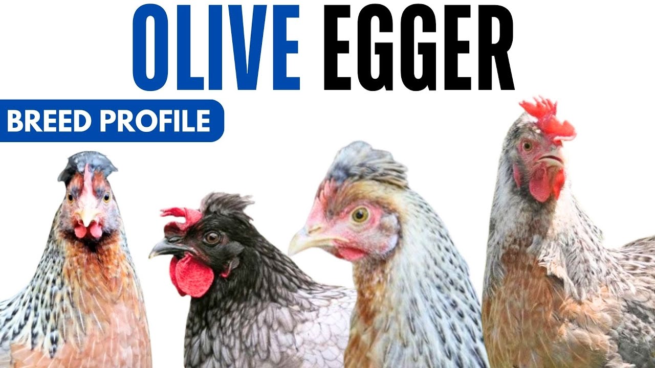 Olive Egger Chicken Breed Profile History Health Issues - Olive Egger  Chicken Egg Ratio Lifespan