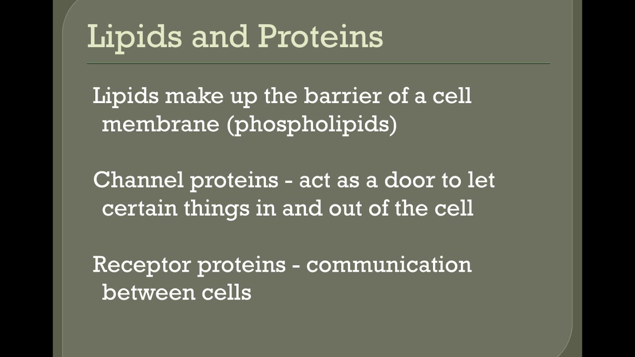 Cell Membrane Structure