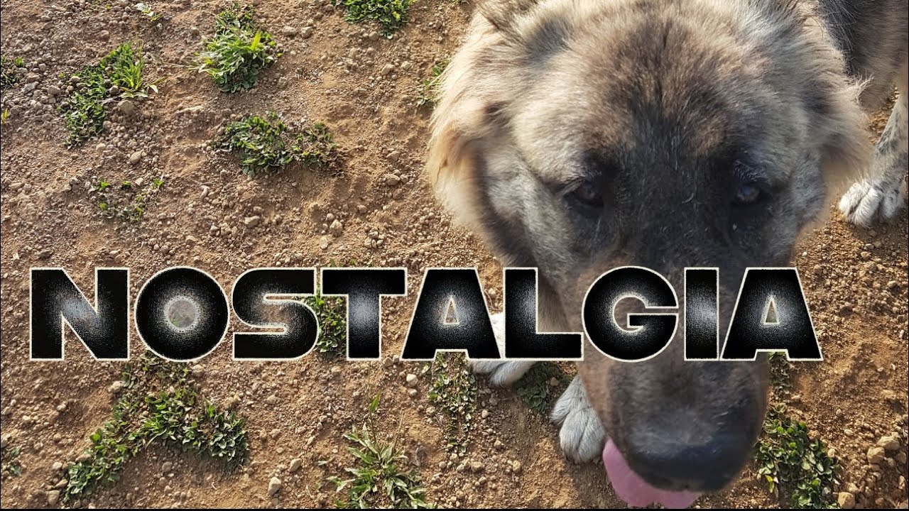 Balik Tanaw sa Pinagmulan ng Supero Dog Farm