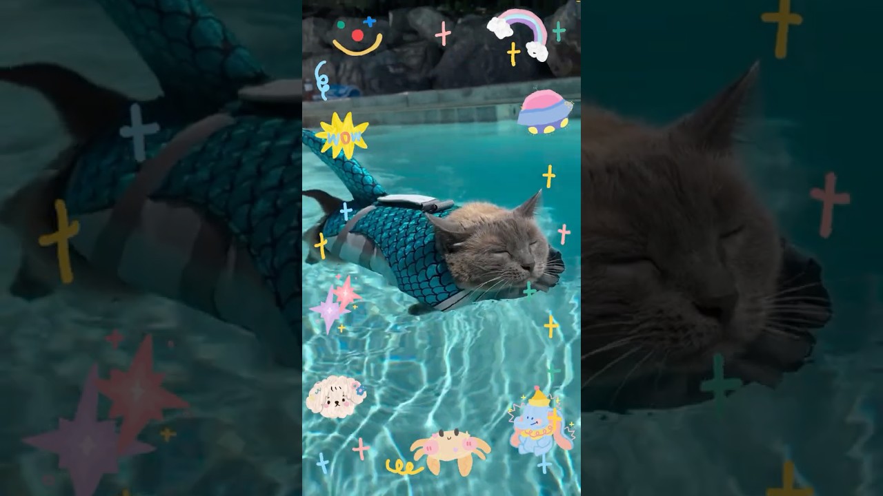 miracle fish cat