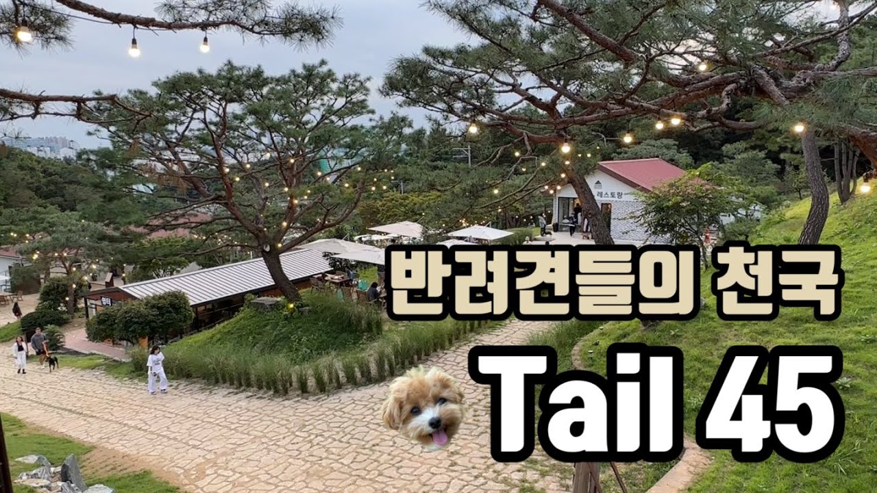 [머랭life] 서울근교 5000평 규모의 대형 애견카페 l 테일45 l 반려견들의 천국