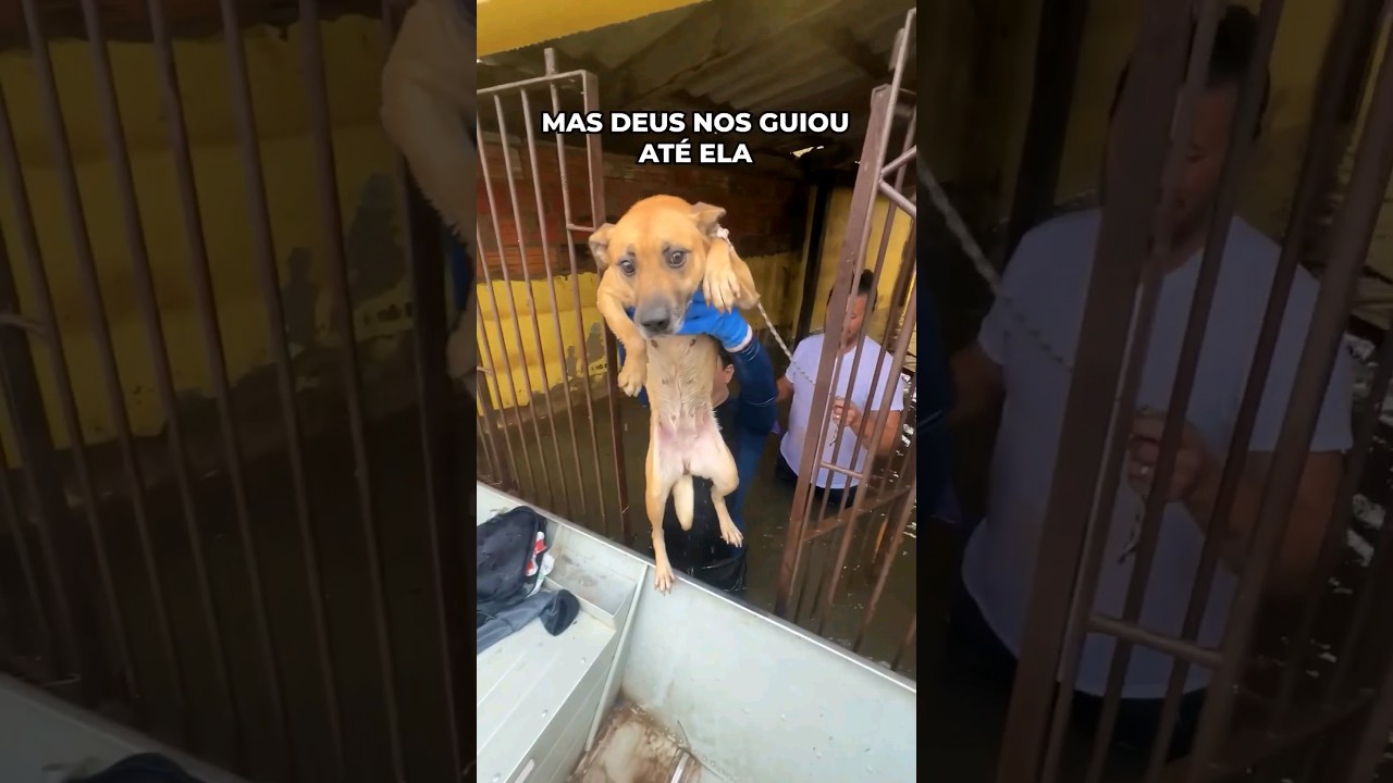 O Resgate Mais Emocionante🥺🙏🏻 #enchente #chuvas #cachorro #riograndedosul #resgate