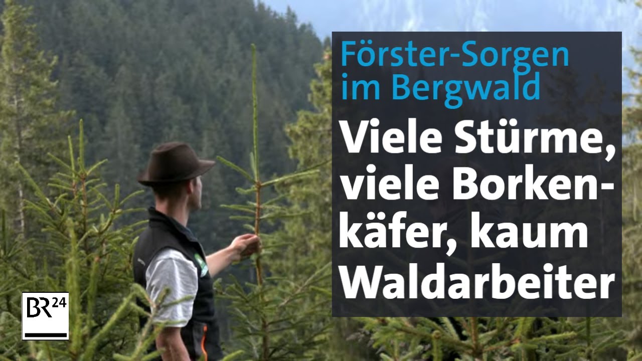 Regen ist nicht alles: Patient Bergwald | Abendschau | BR24