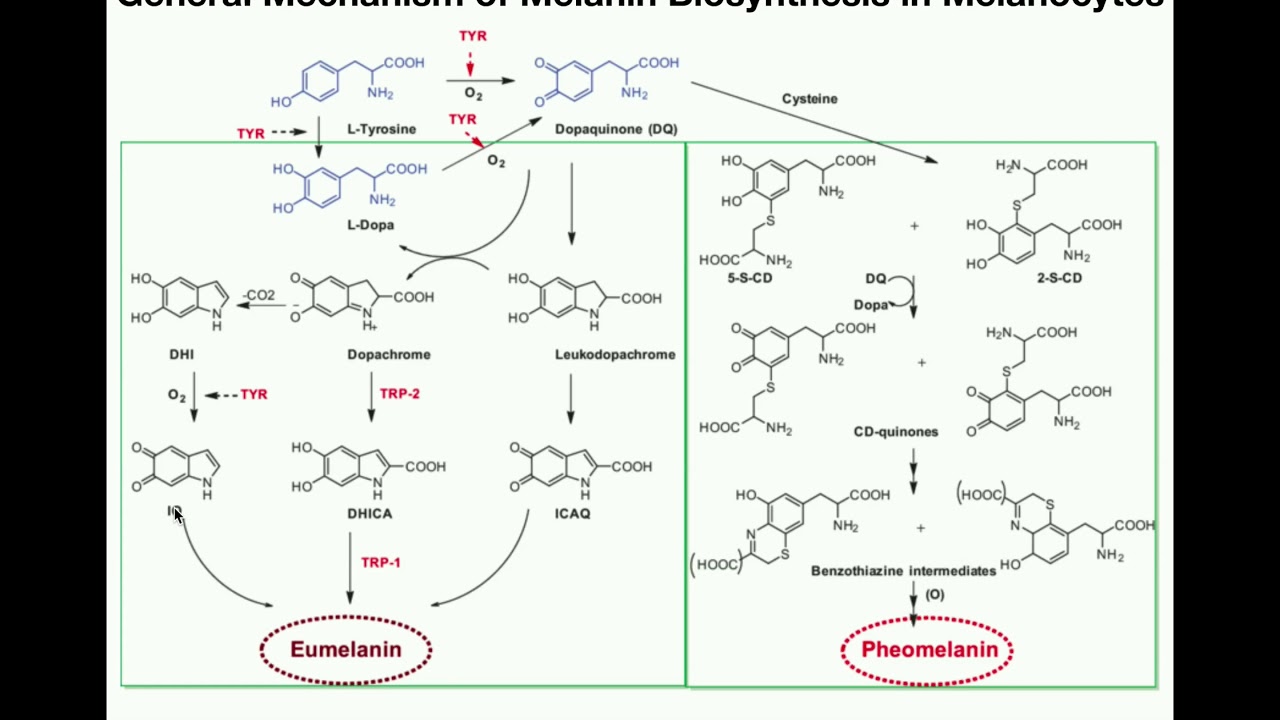 Complete Melanin Biosynthesis Pathway | Eumelanin & Pheomelanin