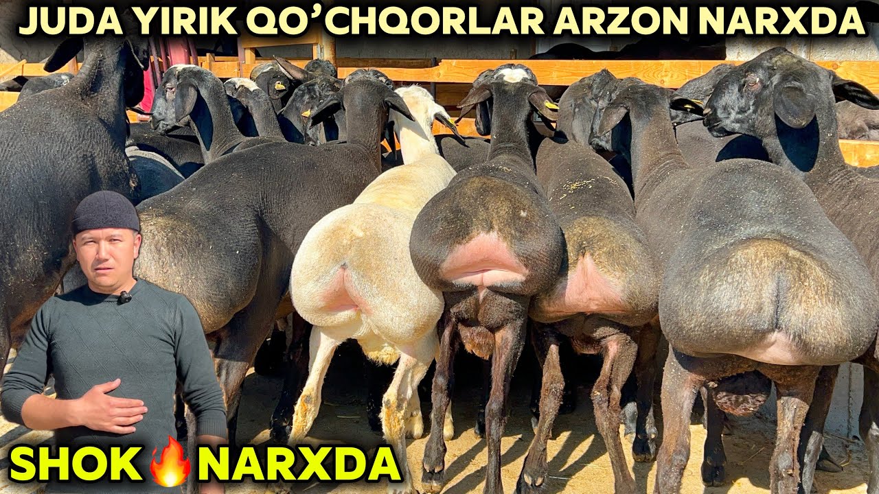 YIRIK YEMDA TURGAN QO’CHQORLAR NARXINI AKRAMJON ARZONCHI YORVORDI SHOSHILING PULI ARZON QO’YLAR KELD