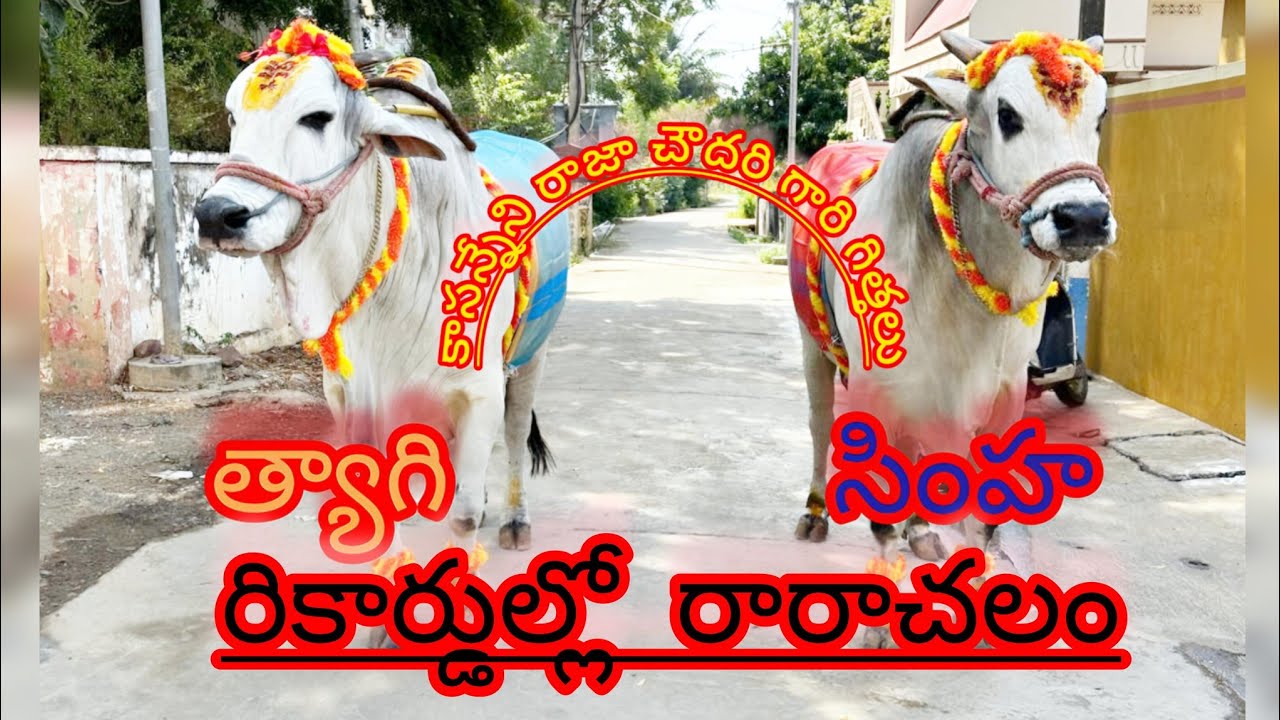 కాసన్నేని రాజా చౌదరి గారి🦁సింహా త్యాగి🐯గిత్తలు ఇన్ని రికార్డు ల బాబోయ్ #viralvideos#trendingvieos#yt