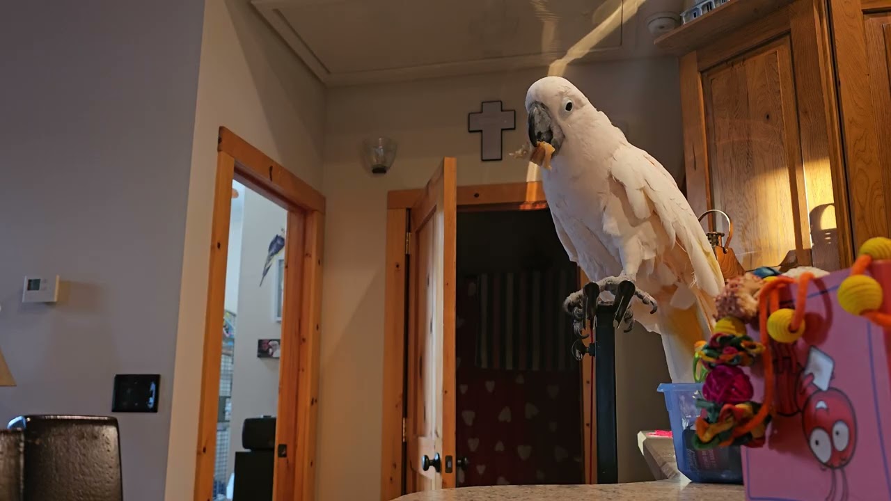 A Cockatoo Enjoying His Grilled Cheese 🧀 