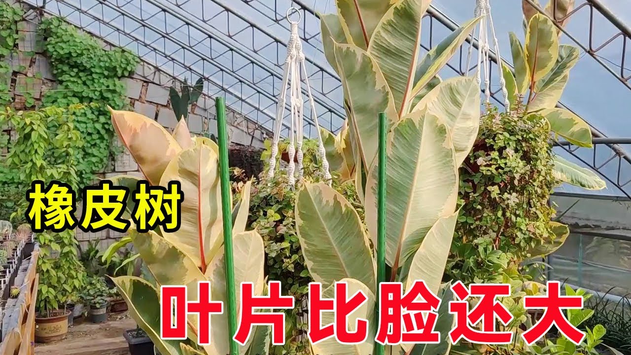 橡皮樹學會栽培“技巧”，一年長到2米高，個個葉片比臉大！ 【養花匠小齊】