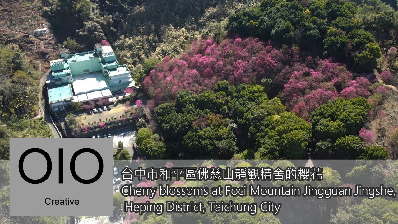 台中市和平區佛慈山靜觀精舍的櫻花 Cherry blossoms at Foci Mountain Jingguan Jingshe, Heping District, Taichung City