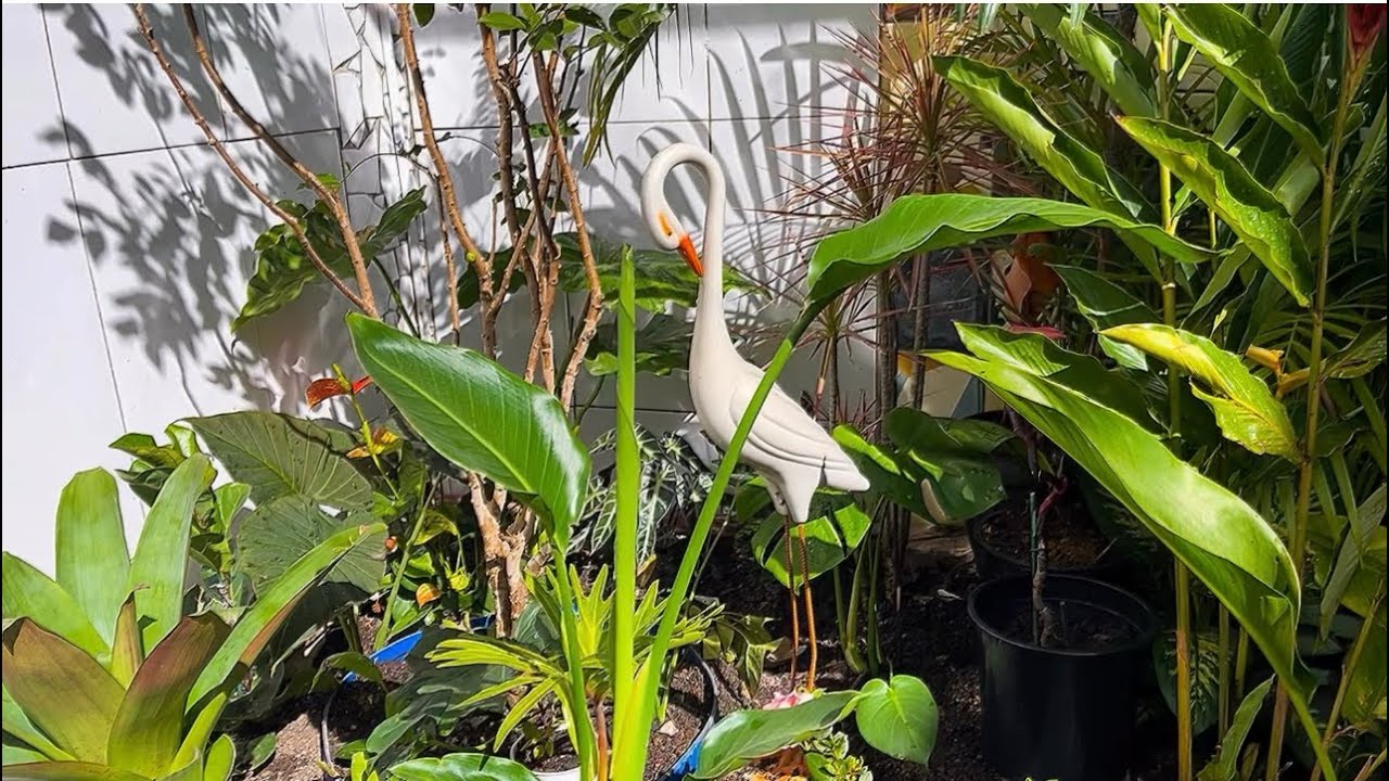 Plantando Mais plantas tropicais e flores aqui no nosso jardim vem fazer junto com a gente 