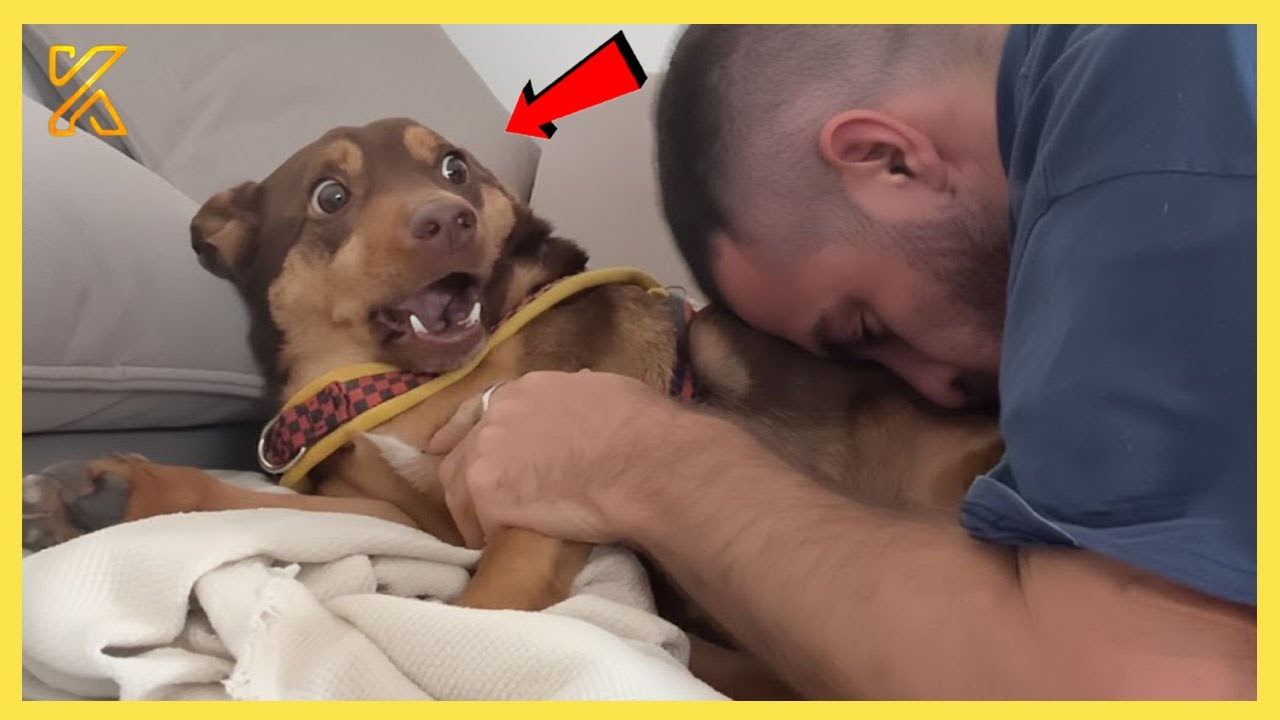 🐕Cute Dogs Turn Into Comedians, Making You Not Stop Laughing 🤣 Funniest Dog Ever!