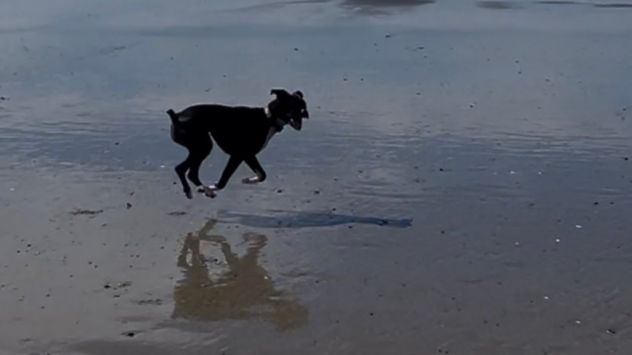Dog Beach Day! 