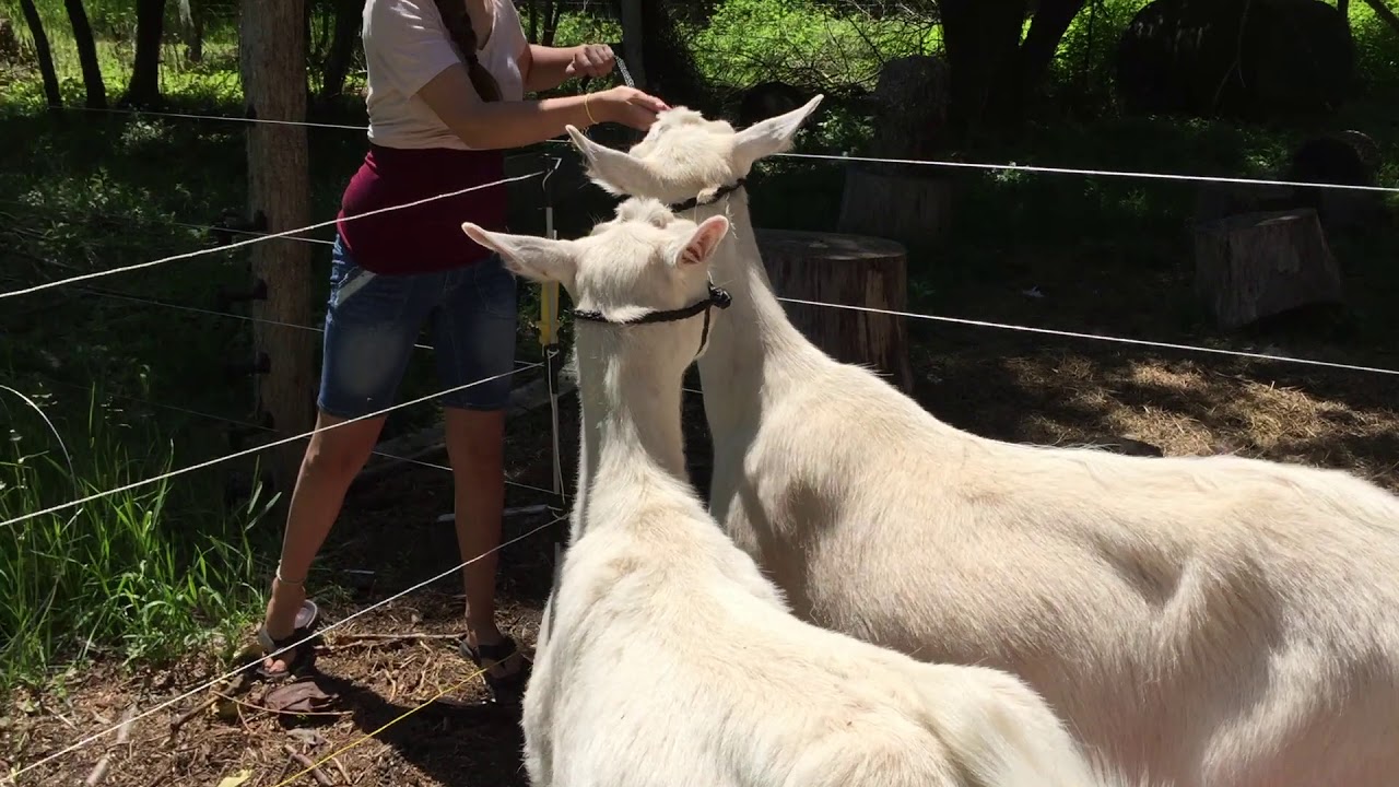Polyrope for goats? Will it work?
