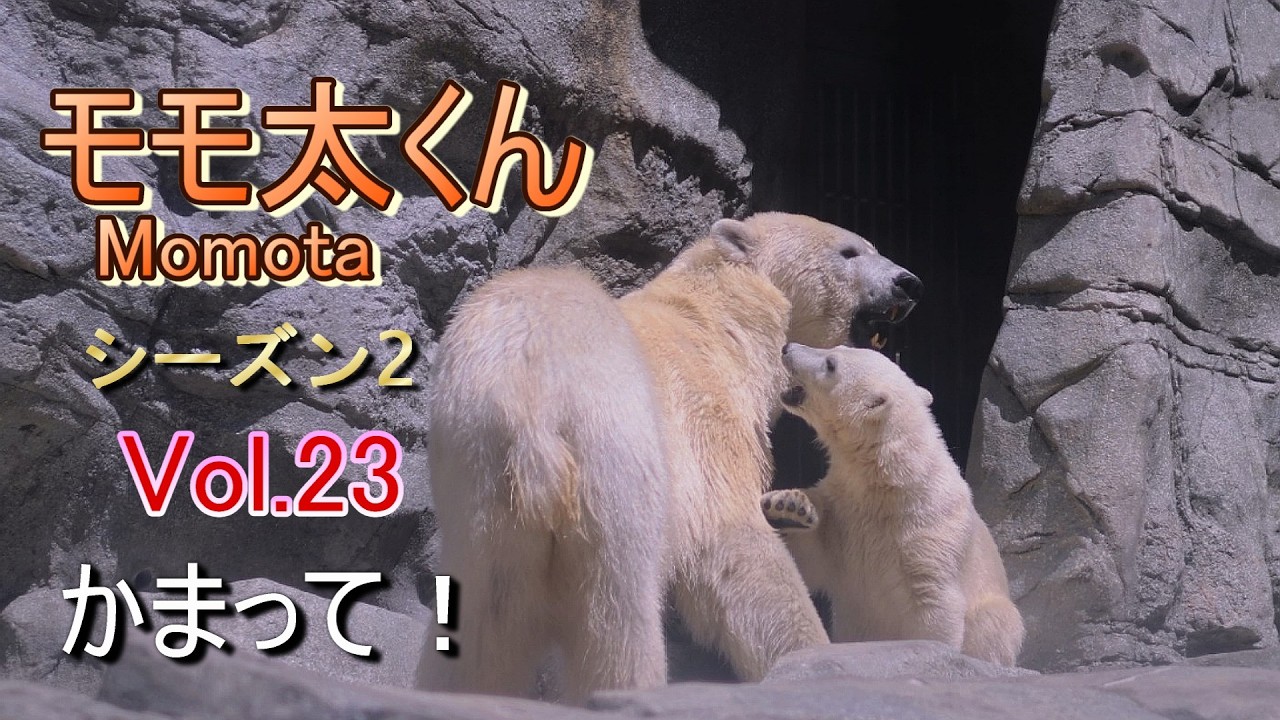 モモ太くん 23 (シーズン２) ~男鹿水族館GAO~【A polar bear cub, Momota in Oga Akita】2026.6