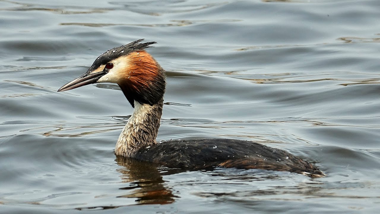 Potápka roháč (Podiceps cristatus) Great crested grebe Haubentaucher Большая поганка Perkoz dwuczuby