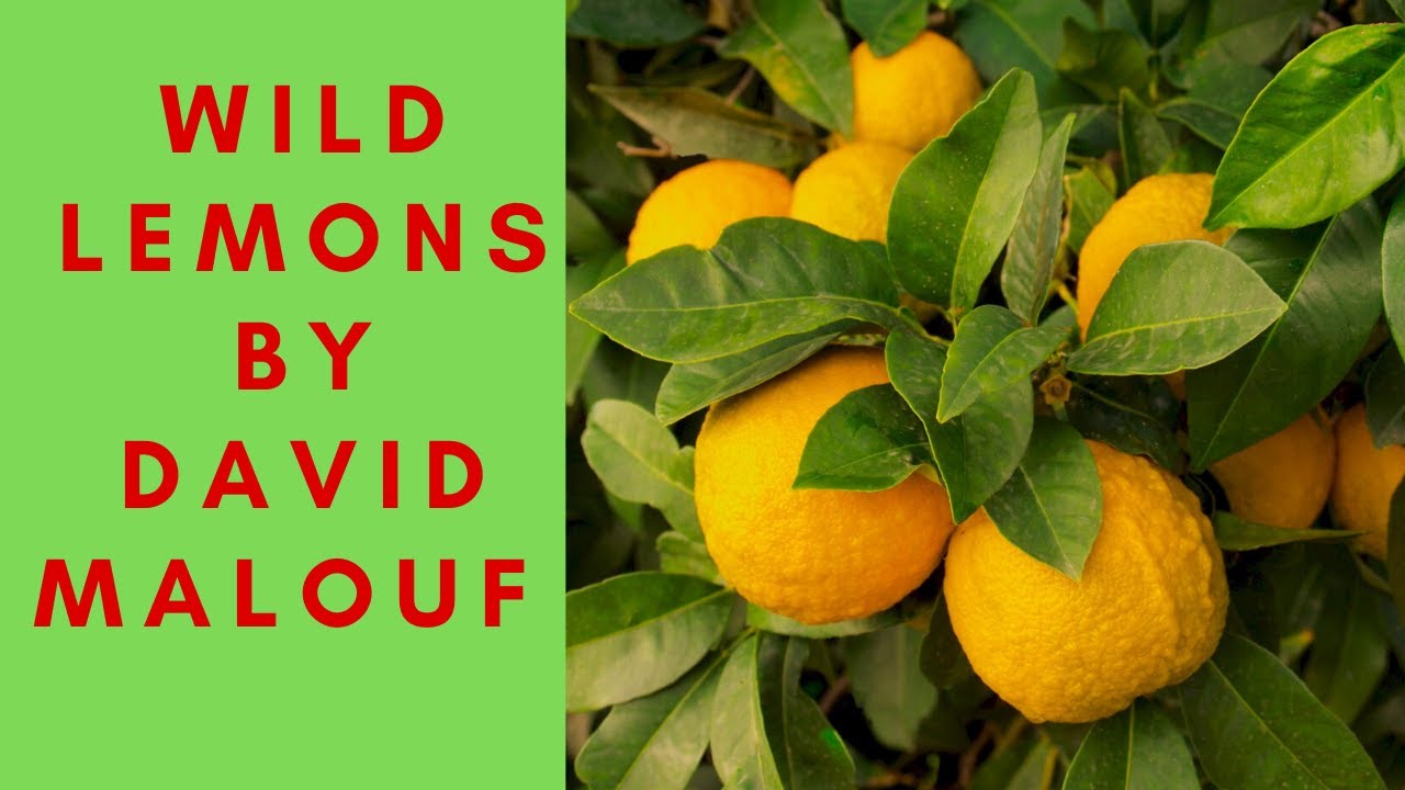 Wild lemons By David Malouf Summary And Critical Analysis In Hindi