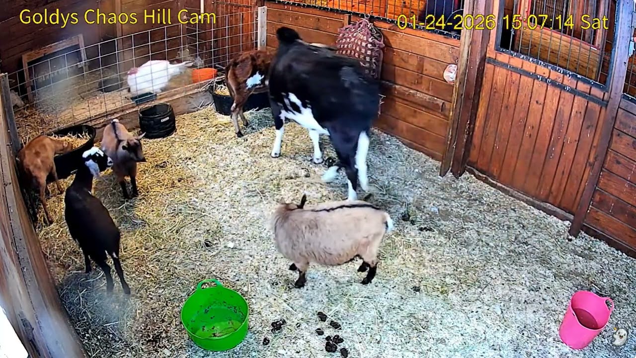 Goldy'sCH 157pm Julie TLC  hay mucks Elvis Gemmie  Milo Melvin Blossom Petal  ;2 Turkeys 1242026