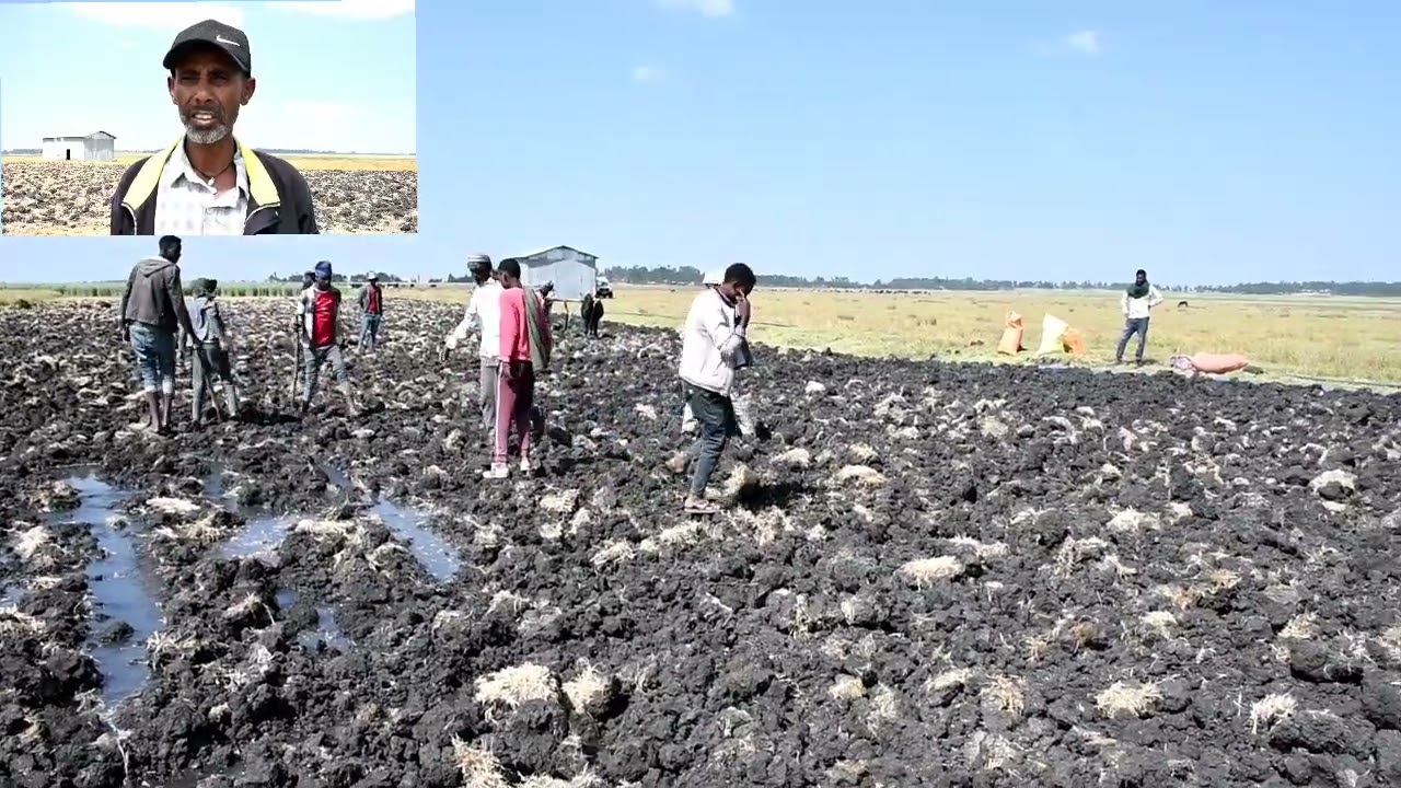 በጃማ ወረዳ የበጋ መስኖ ስንዴ ማስጀመሪያ