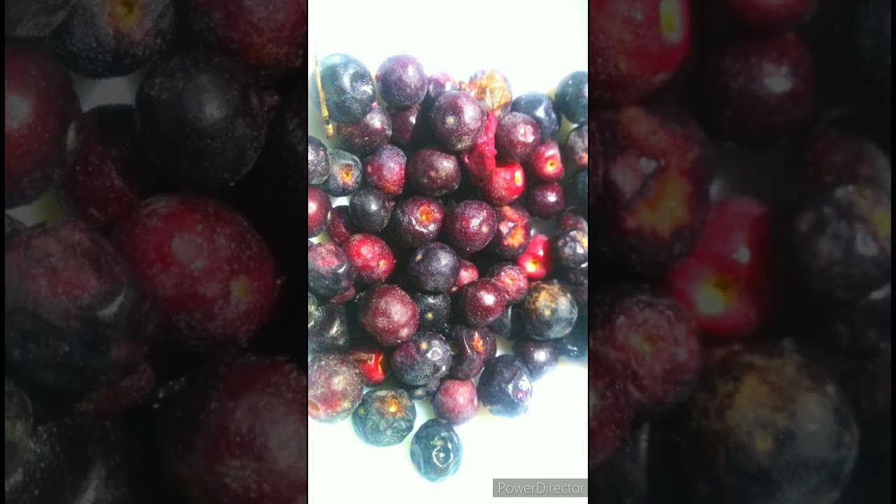Outstanding health benefits of Falsa