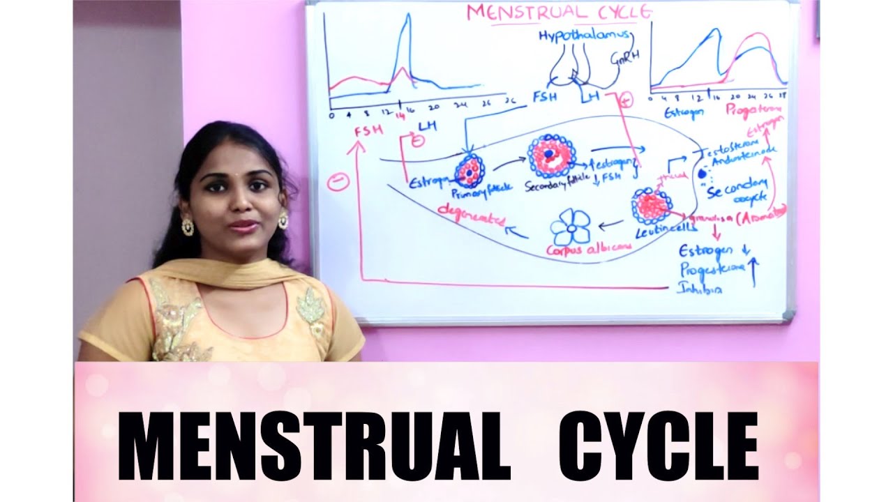 MENSTRUAL CYCLE