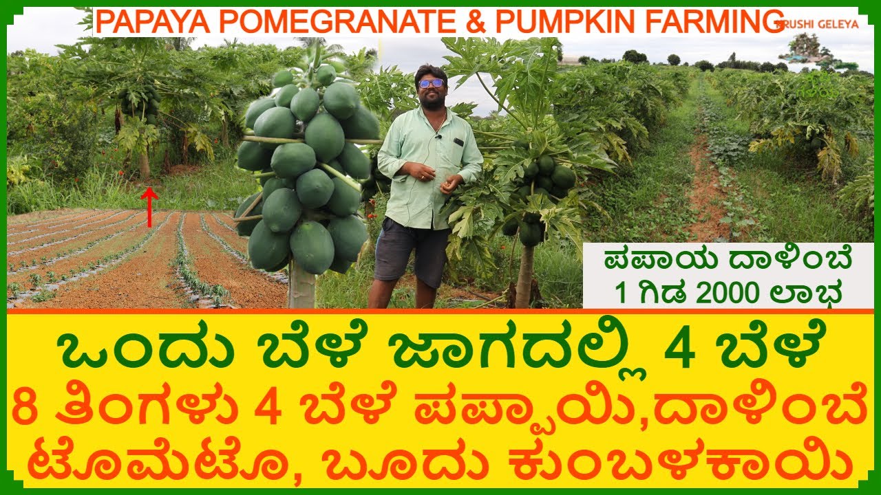 ಒಂದು ಬೆಳೆ ಜಾಗದಲ್ಲಿ 4 ಬೆಳೆ ಸಮಗ್ರ ಕೃಷಿ ಪಪ್ಪಾಯಿ, ದಾಳಿಂಬೆ, ಬೂದು ಕುಂಬಳಕಾಯಿ | Papaya & Pomegranate Farming