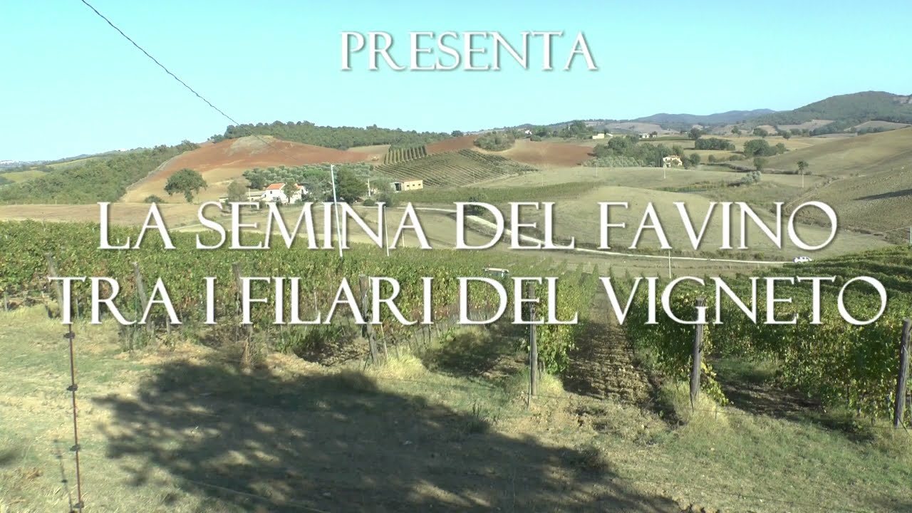 La semina del favino tra i filari del vigneto 