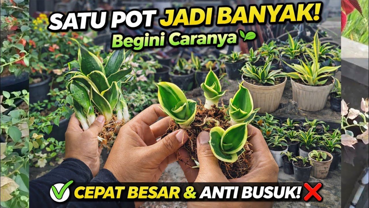 Satu Pot Sansevieria Bisa Jadi Banyak! Begini Caranya 🌱