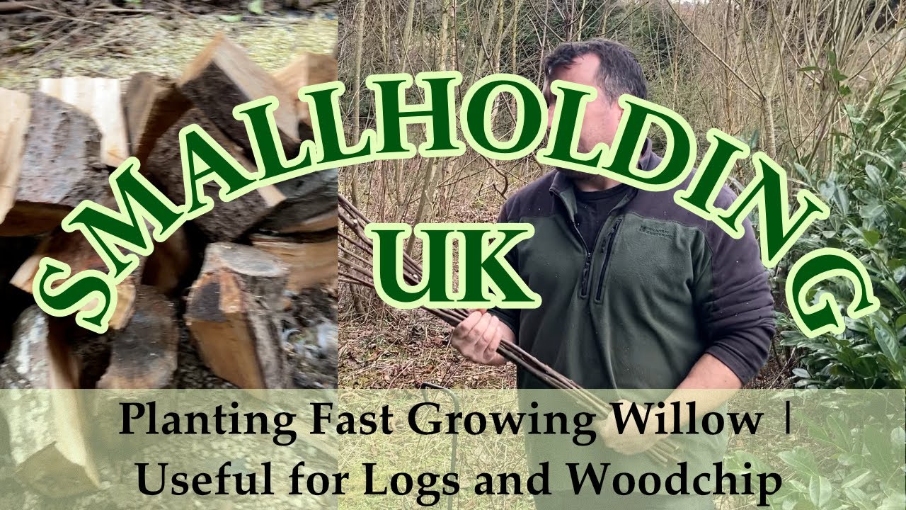 Planting Fast Growing Willow | Useful for Logs and Woodchip