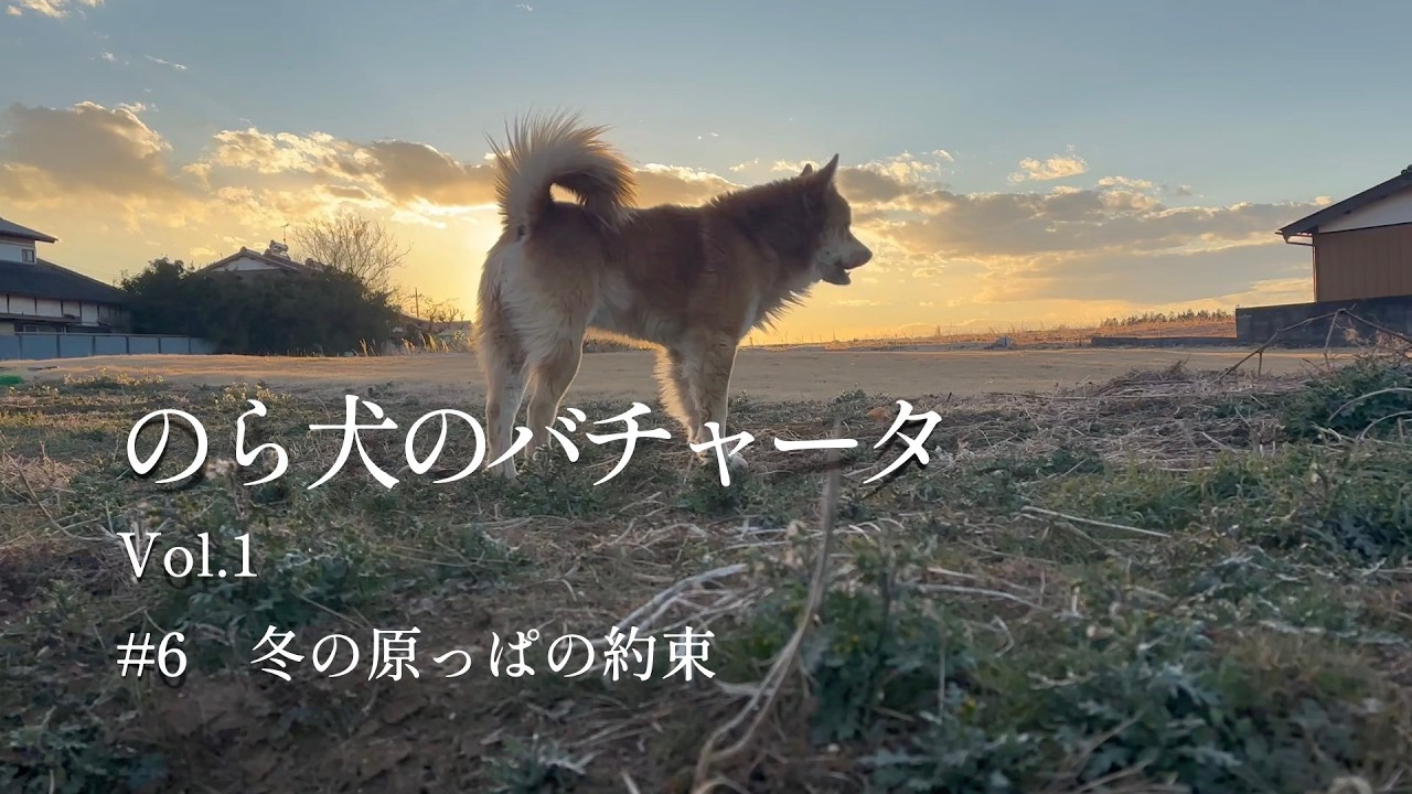 #6のら犬のバチャータ/ Bachata del Perro Callejero｜Vol.1｜二人でこの夜を越えよう