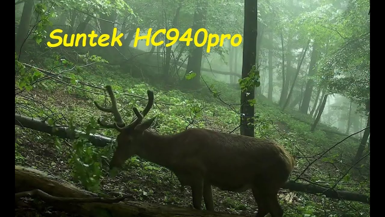 Spring 2024 with Suntek HC940pro Hunting cam