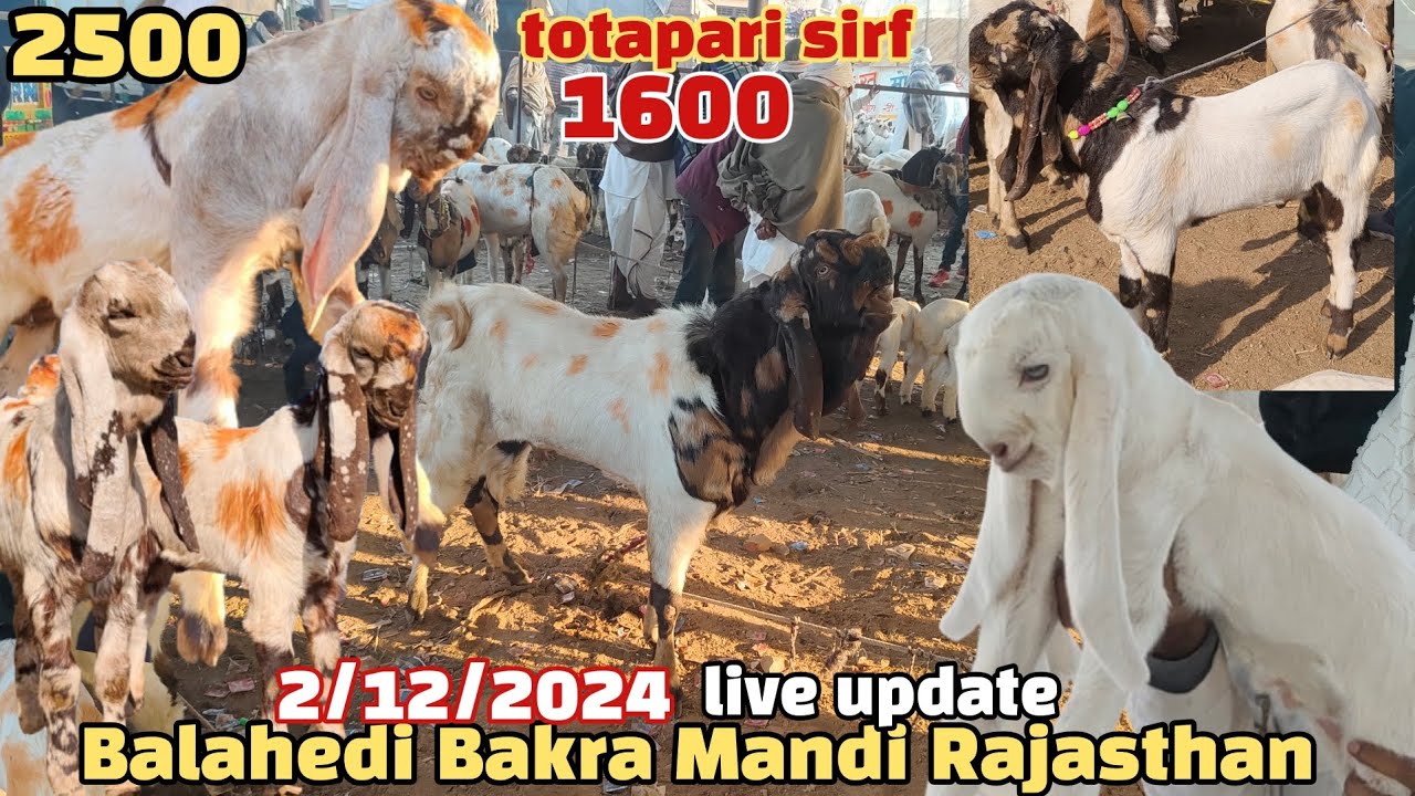 balahedi Bakra Mandi live update 2/12/2024 Rajasthan Ki Sabse badi Bakra Mandi