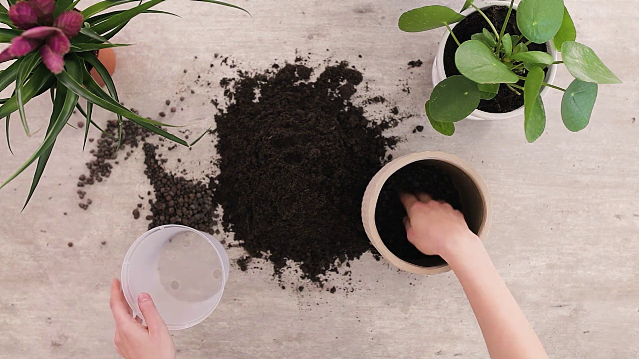Plantera om dina krukv&auml;xter