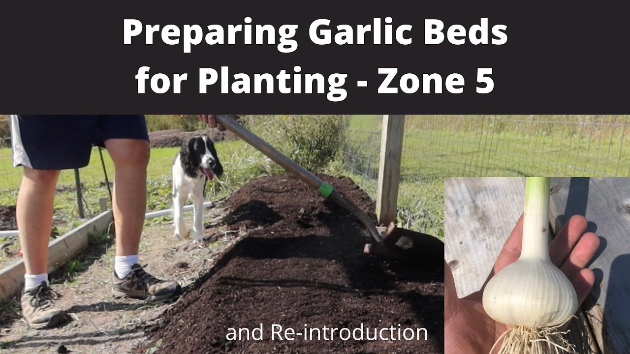 Preparing Garlic Beds for Planting - Zone 5