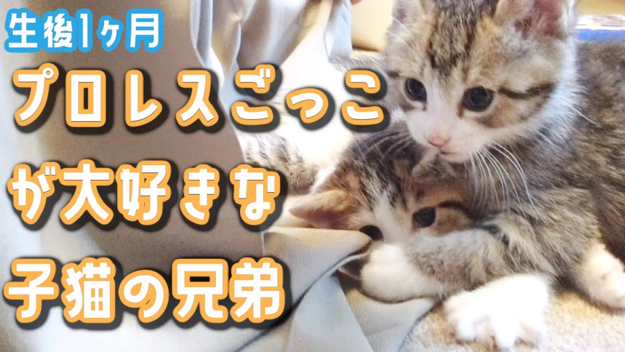 保護した子猫ちゃんたちがプロレスごっこが大好き！鳴き声がかわいい！【保護猫】【生後1ヶ月】