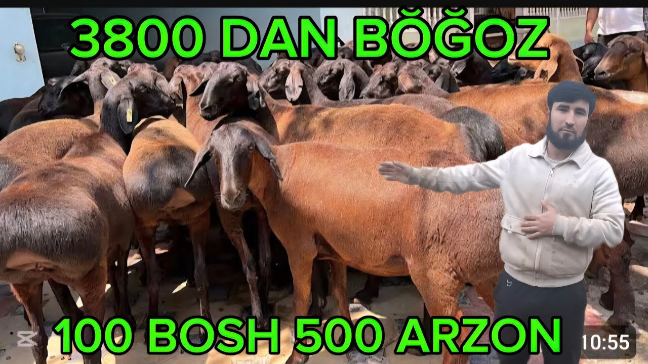100BOSH 3800DAN NAQ BŎĞOZ SOVLIQ ZŎRI YŎLDASH AKAMIZGA 2 3 KUDA TUĞADIGAN 500ARZON