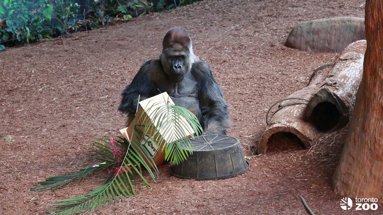 Toronto Zoo Gorilla Baby Gender and Name Reveal!