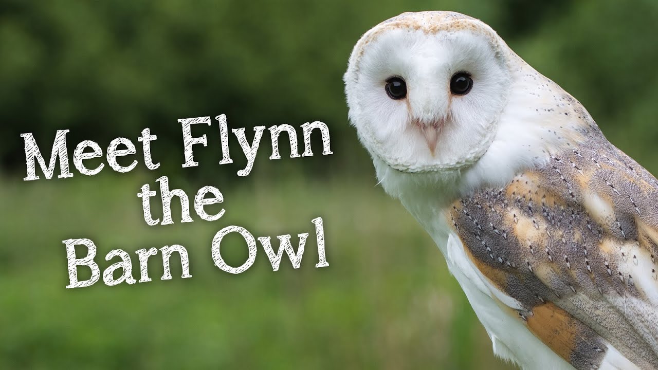 Meet The Birds | Flynn the Barn Owl