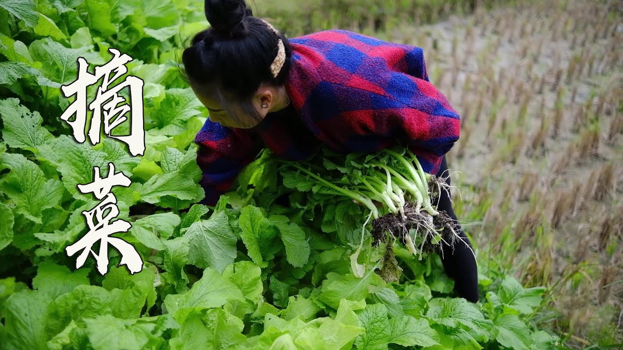 欣怡上山摘菜，蔬菜遍地都是，绿油油的！【农村小野】
